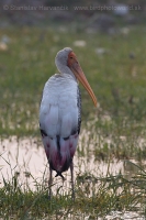 Myktéria lysohlavá - Mycteria leucocephala - Painted Stork