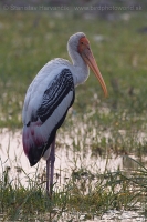 Myktéria lysohlavá - Mycteria leucocephala - Painted Stork