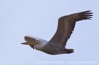 Pelikán kučeravý - Pelecanus crispus - Dalmatian Pelican