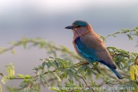 Krakľa hnedastá - Coracias benghalensis - Indian Roller