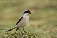 Strakoš kolesár - Lesser Grey Shrike