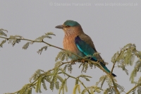 Krakľa hnedastá - Coracias benghalensis - Indian Roller