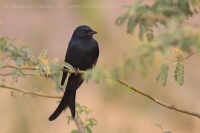 Drongo lýrochvostý - Dicrurus macrocercus - Black Drongo
