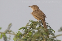 Timáliovec indický - Turdoides caudata - Common Babbler