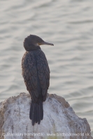 Kormorán veľký - Phalacrocorax carbo - Great Cormorant