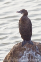 Kormorán veľký - Phalacrocorax carbo - Great Cormorant
