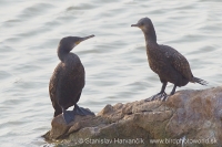 Kormorán veľký - Phalacrocorax carbo - Great Cormorant