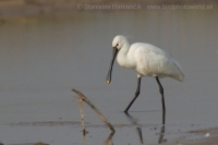Lyžičiar biely - Platalea leucorodia - Eurasian Spoonbill