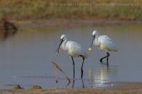 Lyžičiar biely - Platalea leucorodia - Eurasian Spoonbill