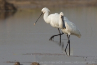 Lyžičiar biely - Platalea leucorodia - Eurasian Spoonbill