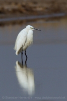 Beluša malá - Egretta garzetta - Little Egret
