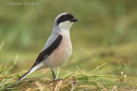 Strakoš kolesár - Lesser Grey Shrike