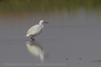 Beluša malá - Egretta garzetta - Little Egret