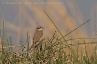 Strakoš hrdzavochvostý - Lanius isabellinus - Isabelline Shrike