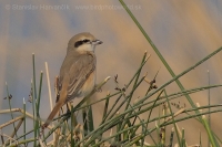 Strakoš hrdzavochvostý - Lanius isabellinus - Isabelline Shrike