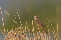 Strakoš hrdzavochvostý - Lanius isabellinus - Isabelline Shrike