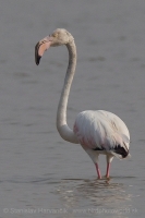Plameniak ružový - Phoenicopterus roseus - Greater Flamingo