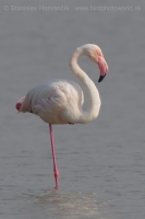 Plameniak ružový - Phoenicopterus roseus - Greater Flamingo