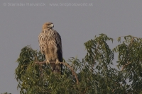 Orol kráľovský - Aquila heliaca - Imperial Eagle