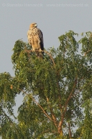 Orol kráľovský - Aquila heliaca - Imperial Eagle