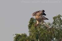 Orol kráľovský - Aquila heliaca - Imperial Eagle