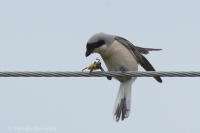 Strakoš kolesár - Lesser Grey Shrike