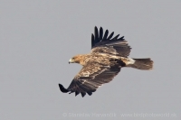 Orol kráľovský - Aquila heliaca - Imperial Eagle