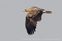 Orol kráľovský - Aquila heliaca - Imperial Eagle