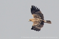 Orol kráľovský - Aquila heliaca - Imperial Eagle