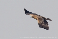 Orol kráľovský - Aquila heliaca - Imperial Eagle