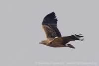Orol kráľovský - Aquila heliaca - Imperial Eagle
