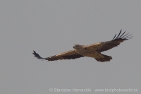 Orol kráľovský - Aquila heliaca - Imperial Eagle