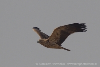 Orol kráľovský - Aquila heliaca - Imperial Eagle