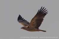 Orol kráľovský - Aquila heliaca - Imperial Eagle