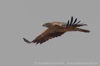 Orol kráľovský - Aquila heliaca - Imperial Eagle