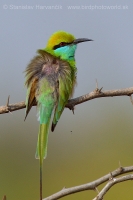 Včelárik východný - Merops orientalis - Green Bee-eater