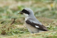 Strakoš kolesár - Lesser Grey Shrike