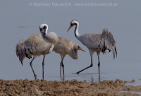 Žeriav popolavý - Grus grus - Common Crane