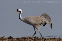 Žeriav popolavý - Grus grus - Common Crane
