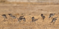 Brehár čiernochvostý - Limosa limosa - Black-tailed Godwit