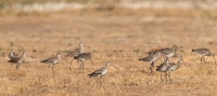 Brehár čiernochvostý - Limosa limosa - Black-tailed Godwit