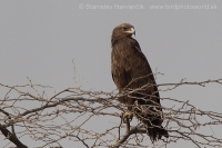 Orol hrubozobý - Aquila clanga - Greater Spotted Eagle