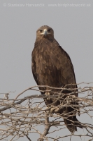 Orol hrubozobý - Aquila clanga - Greater Spotted Eagle