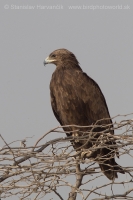 Orol hrubozobý - Aquila clanga - Greater Spotted Eagle