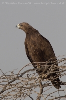 Orol hrubozobý - Aquila clanga - Greater Spotted Eagle