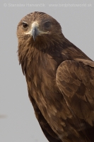 Orol hrubozobý - Aquila clanga - Greater Spotted Eagle