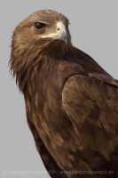 Orol hrubozobý - Aquila clanga - Greater Spotted Eagle