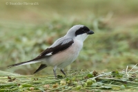 Strakoš kolesár - Lesser Grey Shrike