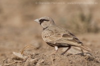 Škovránok škraboškový - Eremopterix griseus - Ashy-crowned Sparrow Lark