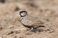 Škovránok škraboškový - Eremopterix griseus - Ashy-crowned Sparrow Lark